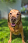Senior Aktiv+ 300g – Für große Hunde