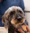 Senior Aktiv+ 300g – Für große Hunde
