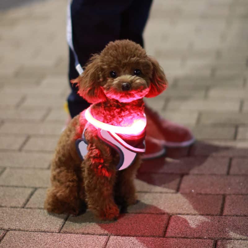 Hund trägt ein LED Halsband