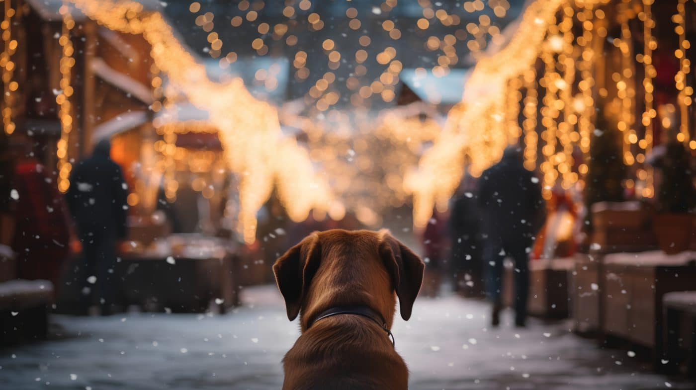 Einsamer Hund steht und blickt auf den belebten Weihnachtsmarkt. Wintersaison mit frostigem Charme und festlicher Atmosphäre. Schöne Atmosphäre mit Haustier auf dem städtischen Markt. Weihnachtsgrüße von Haustieren.