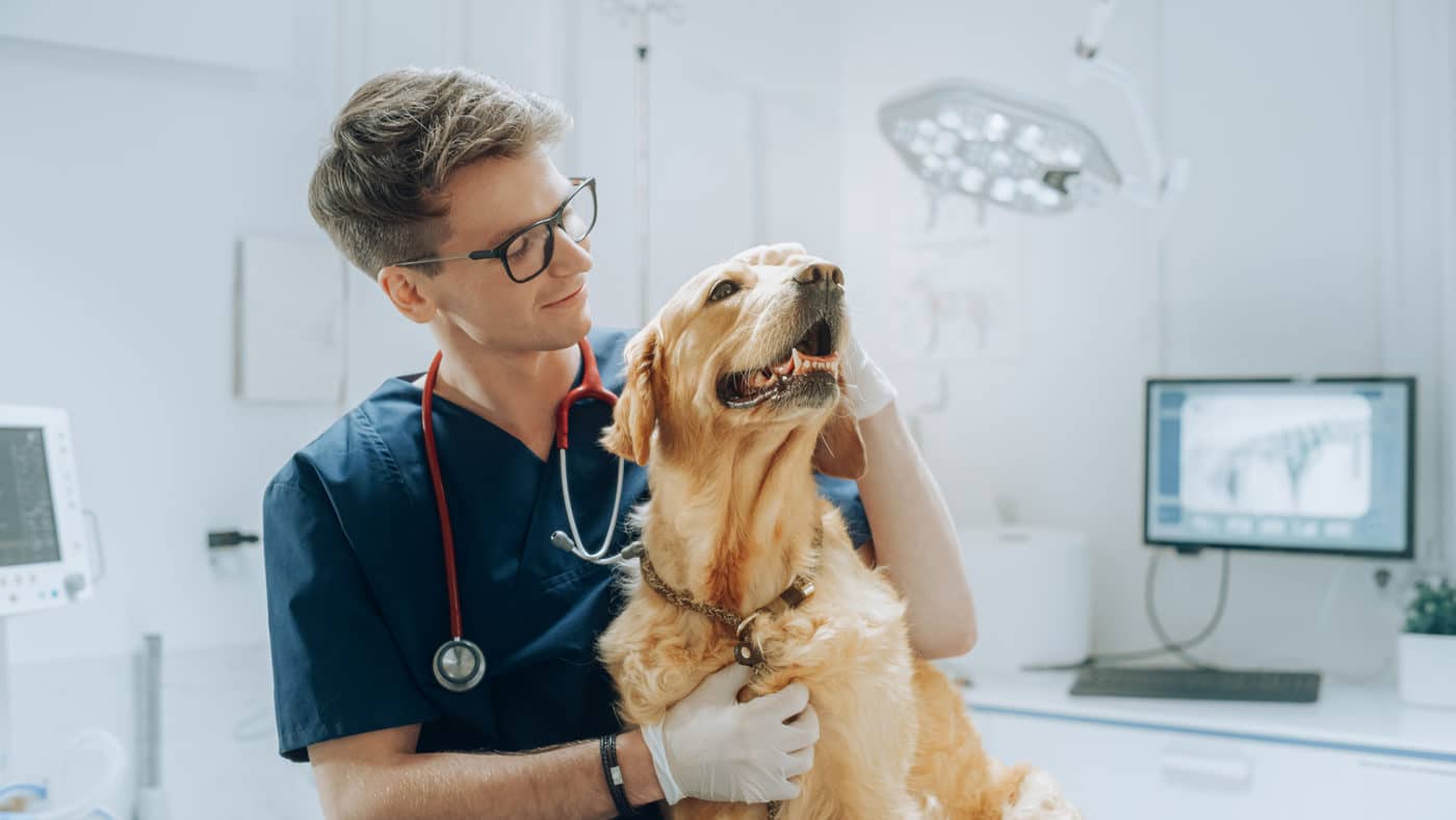 Veteran Hund beim Tierarzt
